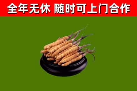 铜陵烟酒回收冬虫夏草.jpg